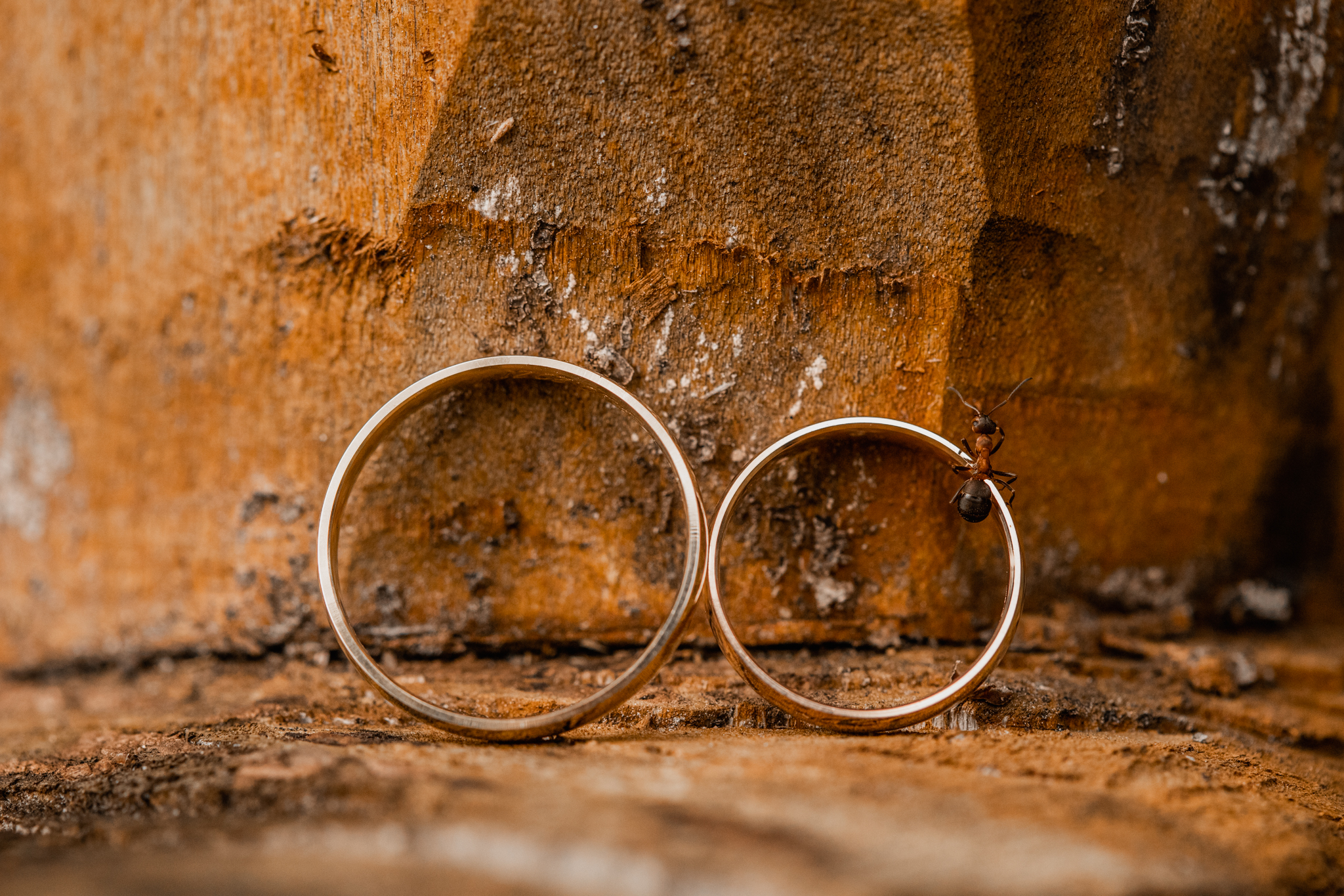 Abielusõrmused koos sipelgaga I Fotograaf Reti Kokk