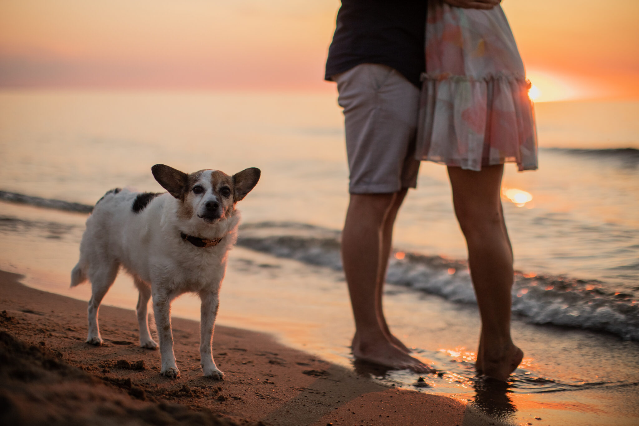 Perepildid koeraga rannas loojangus I Fotograaf Reti Kokk