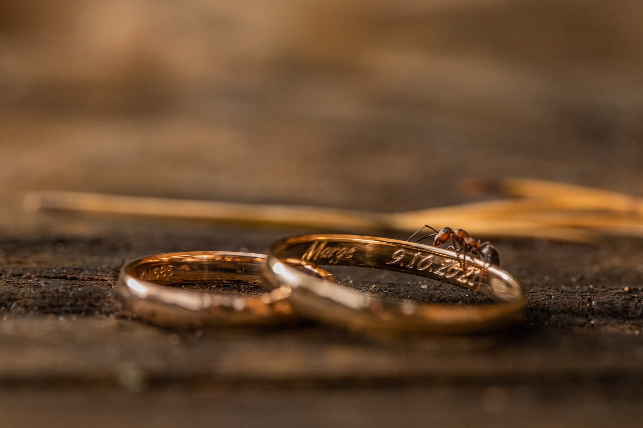 Abielusõrmused koos sipelgaga I Fotograaf Reti Kokk