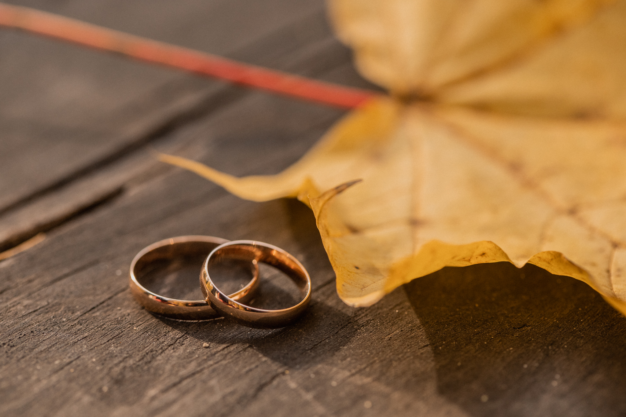 Abielusõrmused I Sügisesed pulmapildid Kadrioru pargis I Fotograaf Reti Kokk