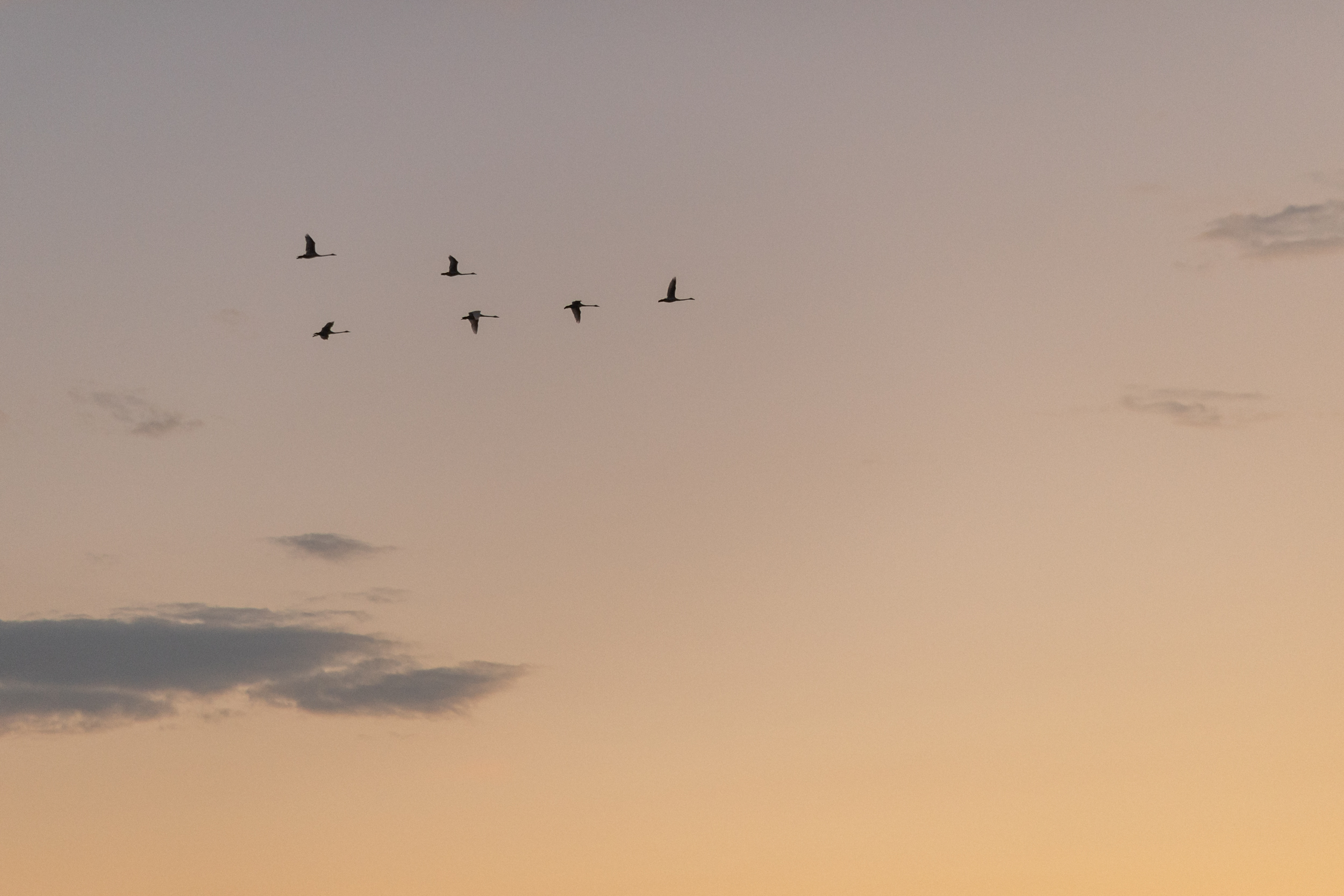 Pulmapidu kodurannas I Pulmafotograaf Reti Kokk